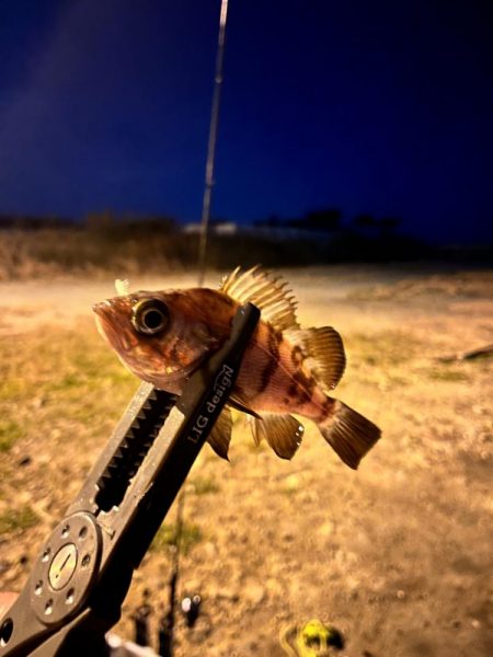 姫路ライトゲーム