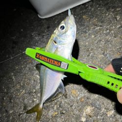 釣り納めアジング🎣