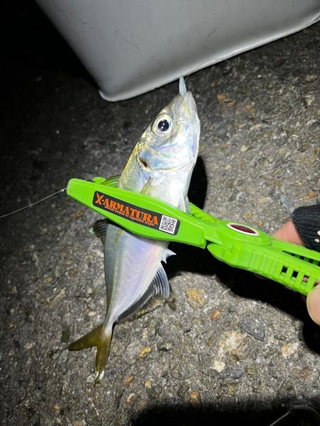釣り納めアジング🎣