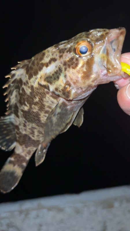 仕事帰りにメバリング♪