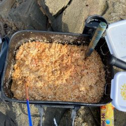 五島列島での釣果