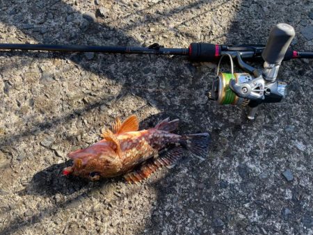ライトタックルで鯛など