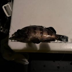 極寒ライトゲーム