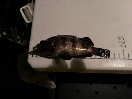 極寒ライトゲーム