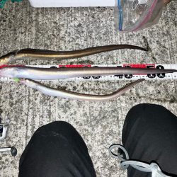 志筑 アナゴ大漁