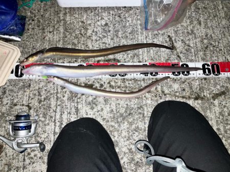 志筑 アナゴ大漁