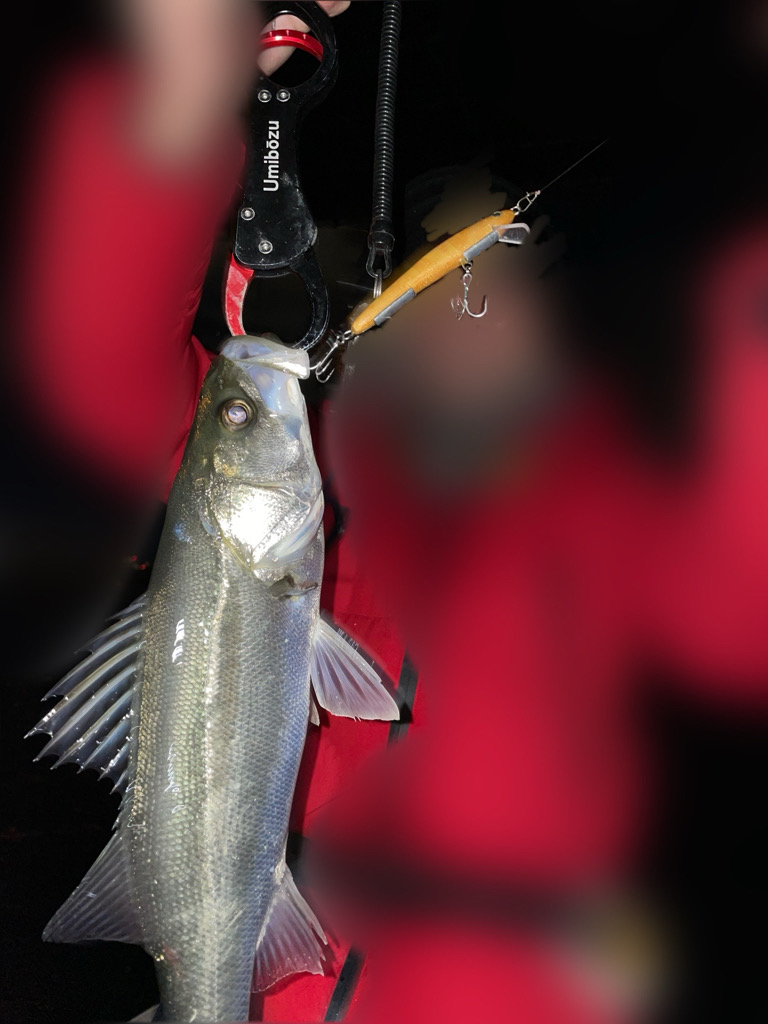 ボートシーバス