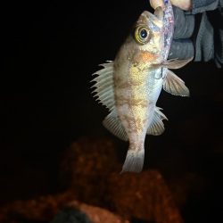 今日はライトゲーム