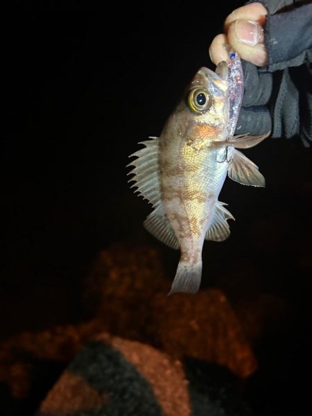 今日はライトゲーム