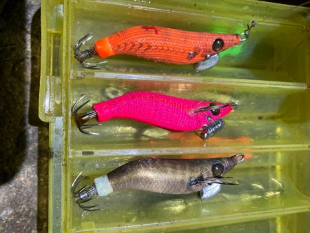 ヒイカ釣り🎣(^.^)