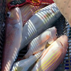 いつものポイントへアマダイ釣行