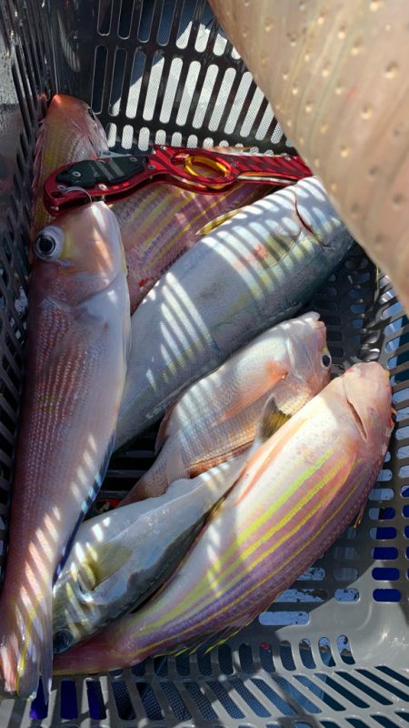 いつものポイントへアマダイ釣行