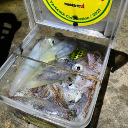 まだヒイカ釣れますよ(^。^)