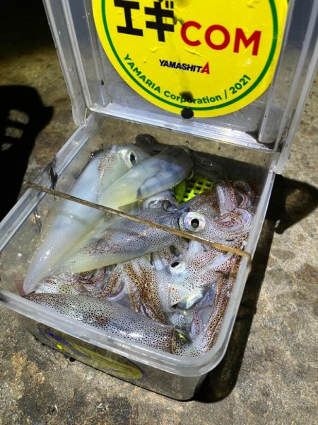 まだヒイカ釣れますよ(^。^)