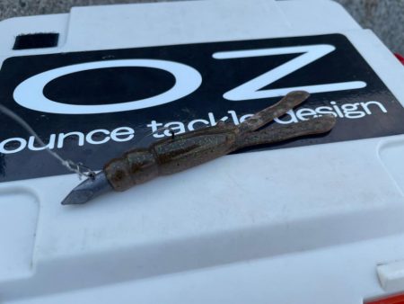 ミッドワインドで良型狙いの夜