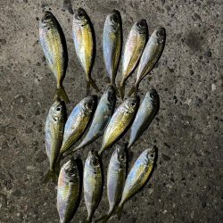 アジング楽しい