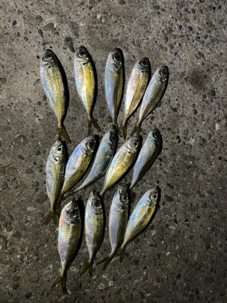 アジング楽しい