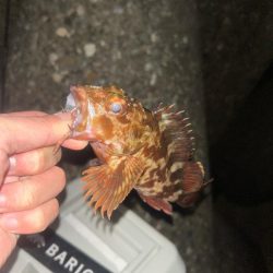 釣り上げられず、、