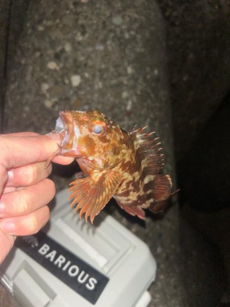 釣り上げられず、、