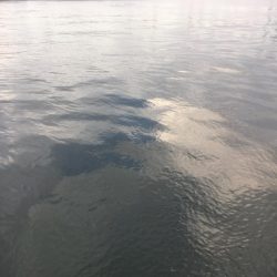 青物シーズン終了間近か