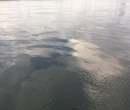 青物シーズン終了間近か