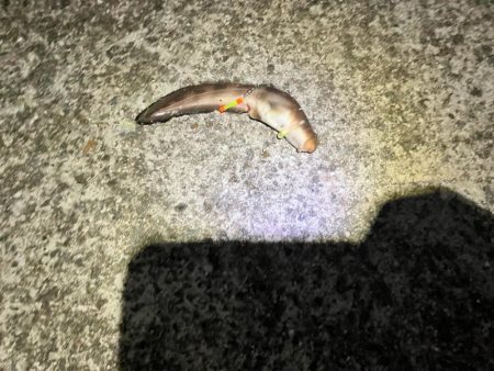 淡路島サビキで珍魚