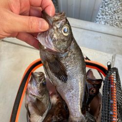 二見メバル釣り