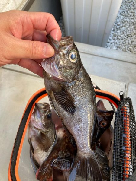 二見メバル釣り