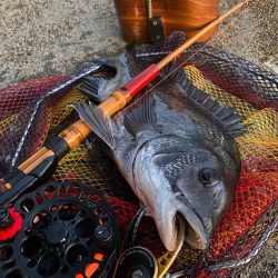 ヘチってきました