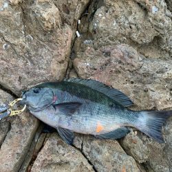 水温低下渋グレ