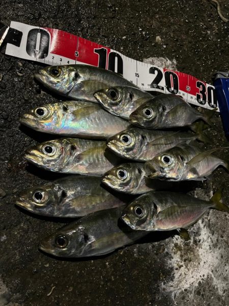 釣り納め・・られず