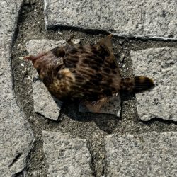 年来ラスト翼 坊主逃れで五目達成