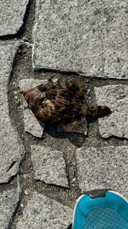 年来ラスト翼 坊主逃れで五目達成