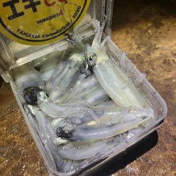 まだまだヒイカ釣れますよ(^.^)