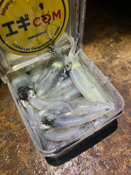 まだまだヒイカ釣れますよ(^.^)