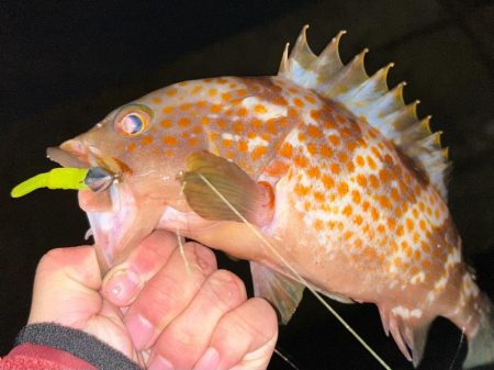 トレジャーハント