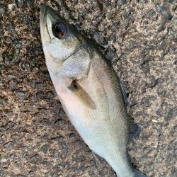 釣り始めは小雨が降り