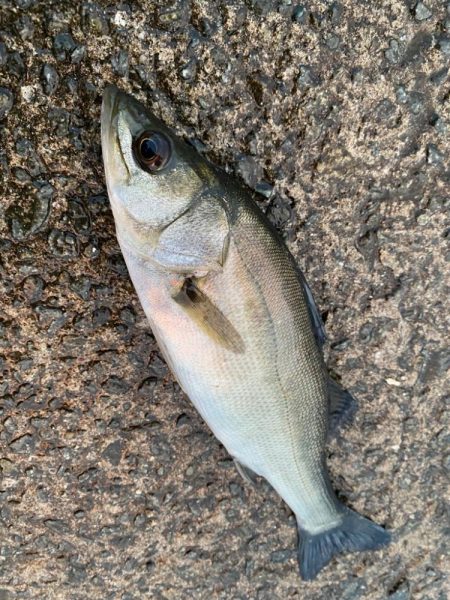 釣り始めは小雨が降り