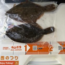 年末、釣り納め、クリスマスカレイ狙い