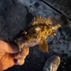 ナイトアジング