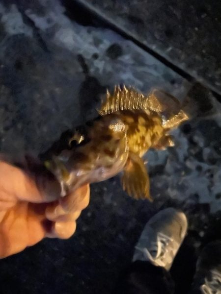 ナイトアジング