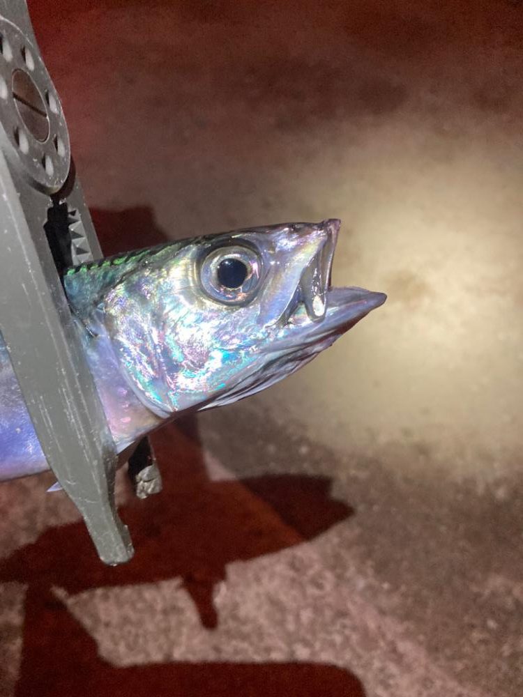 引き続き中アジ調査