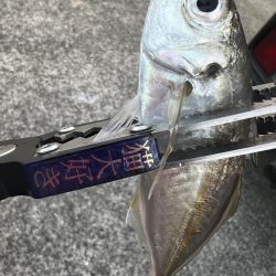 (釣り納)アジング