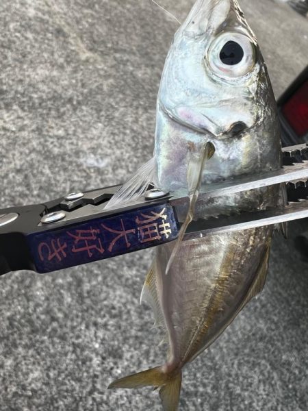 (釣り納)アジング