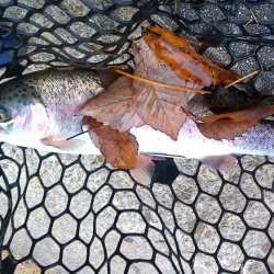 ボトムスプーン強し