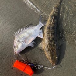 サーフフィッシング