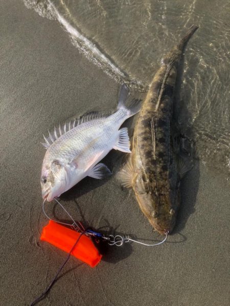 サーフフィッシング