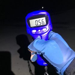 やったぜアオリ!