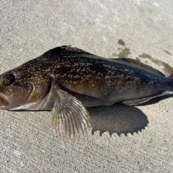 ちょー久々堤防ロック