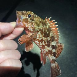 厳しい釣り納め